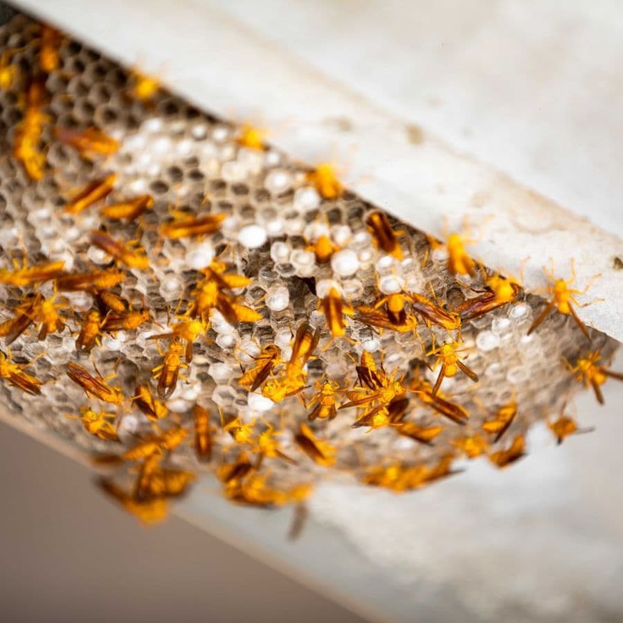 Pest control